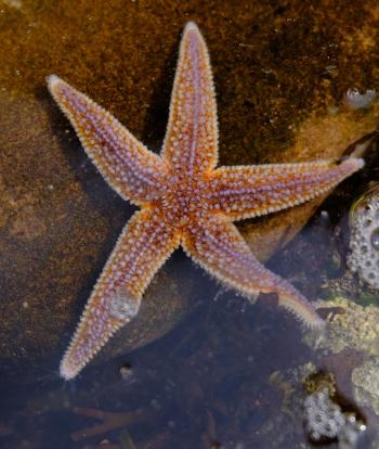 Common Starfish in a rockpool