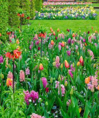 Colorful growing tulips and hyacinth flowerbed at spring day in formal garden