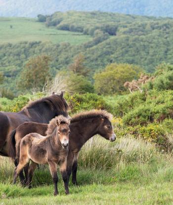 Exmoor ponies grazing