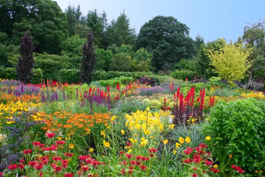 Flowers in bloom at RHS Rosemoor Gardens